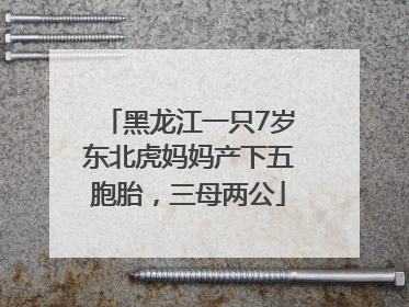 黑龙江一只7岁东北虎妈妈产下五胞胎，三母两公