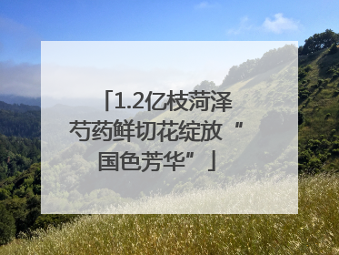 1.2亿枝菏泽芍药鲜切花绽放“国色芳华”